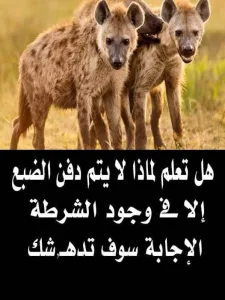 هل تعلم لماذا لا يتم دف،ـن الضبع الا في وجود الشرطة ... اجابة ستدهشك