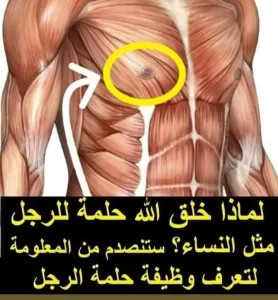 لماذا خلق الله حلمة للرجل مثل النساء