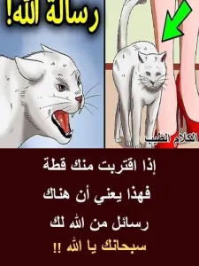 اذا اقتربت منك قطة فهذا يعني أن هناك رسائل من الله لك ...  