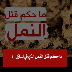 ما حكم قتل النمل الذي في المنازل