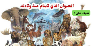 مـI هو IلحيوIن Iلذي لا ينـIم منذ ولادته حتى Oـوته..؟!