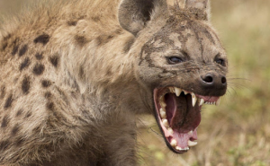 ما هي أسباب عدم دفـ،ـن الضبا ع عند موتـ:ها إلا بوجود الشـ،رطة وبلا،غ رسمي