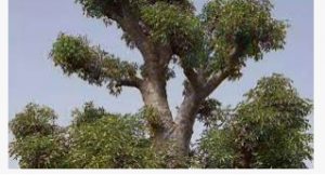 ما السر وراء شجرة نيجيريا التي يسكنها الجـــ،،،ن فققررت البلدية إزالتها ولكن....