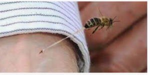 الفيديو والصور اخر المقال