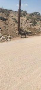 حقيقة الكائن الغامض المتجول في شوارع الإسماعيلية.. «مطلعش سلعوة»