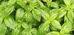 عشبه مذكوره في القرآن لتطويل وتكثيف الشعر