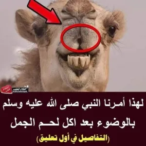 لهذا أمـرنا النبي ﷺ بالوضوء بـعـد أكـل لـحـم الجمل