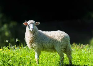 حكم الاستدانة لشراء الأضحية.. تجوز في حالة واحدة