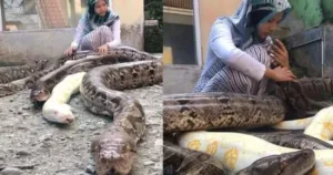 إمرأة عثرت على ثعبان صغير