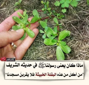 ماهى البقلة الخبيثة