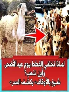 القطط فى العيد