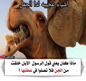 ماذا كان يعني قول الرسول الإبل خلقت من الجن فلا تصلوا في عطنها