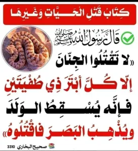 معنى الأمر بقتل الحيات إلا جنان البيوت