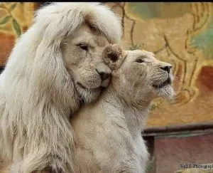 الاسد والقرد