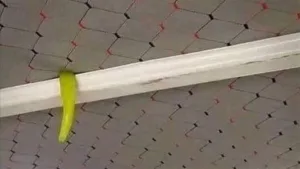 مش هتصدق الناس بتستخدم الفلفل ليه في العربية.. السبب هيصدمك