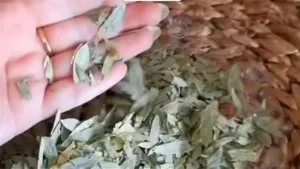 فوائد عشبة السنامكي يقضى على التفكير وينظف البطن ينقى ١لـ⊂م ويفتك الفيروسات وينفظ القولون ويخرج ال@سحر المأكول المشروب بأذن الله