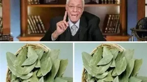 معجزة ورق الغار.. ستجعل بطنك مسطحا في فترة وجيزة شعر كثيف خالي من الشيب.. وجه أبيض ومشدود كالقمر!