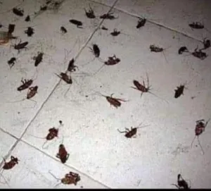 ضعي هذه الأوراق في مطبخك وتخلصي من الصراصير للأبد