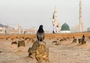 من هو الصحابي  أول من مات فى المدينة  ودفن بالبقيع ونزل فيه قرآن ؟