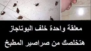 ملعقة واحدة خلف البوتاجاز هتخلصك من الصراصير والنمل وجميع الحشرات الطائرة نهائيا بـ⊂gن اي مبيدات كيميائية