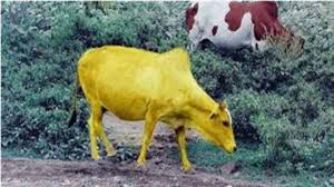 بقرة اليتامى جميع الفصول كامله