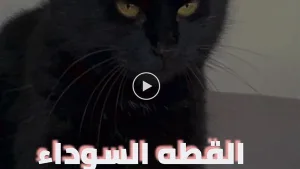 روايه القطه السوداء