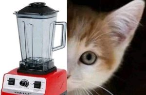 مشهد تقشaعر منه الأبدان.. القصة الكاملة لـ فرaم قطة حية داخل خلاط