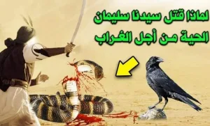 نبي الله سليمان والافعى سية