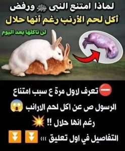 اكل لحم الارانب