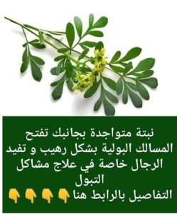 التهاب المسالك البولية