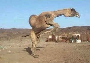 قصه وعبره ق. هر الجمل