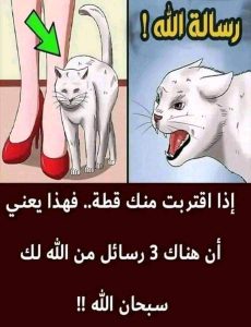 علامات القطه