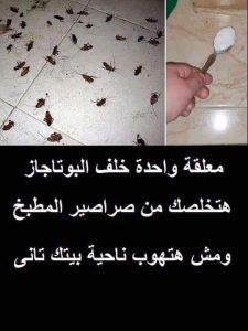 القضاء علي الحشرات والصراصير