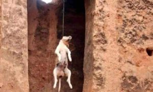 قصه الكلب المشنوق كامله