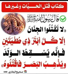 معنى الأمر بقتل الحيات إلا جنان البيوت