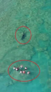 سمكة قرش تسبح بجانب أشخاص.. تجمدوا من الرعب وأحدهم يصور