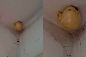 A woman asked on Facebook what was the bizarre “egg” that appeared on the ceiling of her room