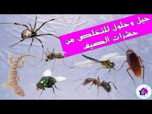 أقوى الحلول للقضاء على الحشرات المنزلية بكل أنواعها بدون مبيدات كيماوية لصيف مريح