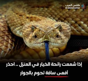 إذا شممت هـ،ـذه الرائحة في المنزل .. احـ،ـذر أفـ،ـعـ،ـى سـ،ـ،ـامّة تحوم بالجوار