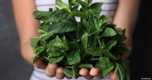 تحـ،ـذير خطـ،ـير للرجالاحـ،ـذر من النعناع ولا تغـ،ـتـ،ـر بفـ،ـوائده.. تحـ،ـذير خطـ،ـير للرجال