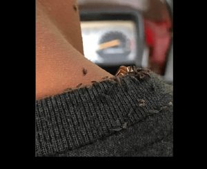 A guy wanted to humiliate the bus driver by starting to record an unusual scene on the bus!