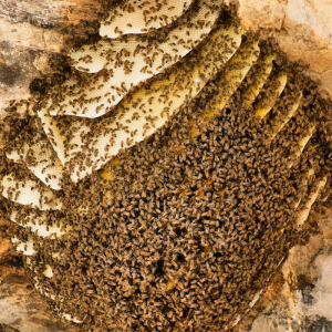 Man vs 20,000 African Bees, witness story is heart breaking