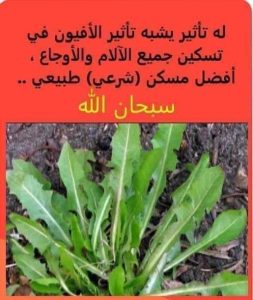 نبات برى له تأثير مخ،در الأفـ ـيون في تسكين الألم.. تعرف عليه