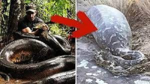 قصة الرجل الذي رمى نفسه لثعبان عملاق ليتحول إلى لقمة سائغة له من اجل ان يكتشف أحشائها