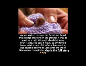 the cutest smallest animal