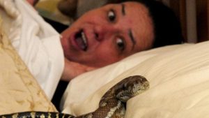 Every night, this woman slept next to her pet snake, but suddenly something terrible happened!