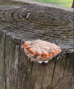 After sitting on a bench, they noticed a strange little creature completely covered in fur...