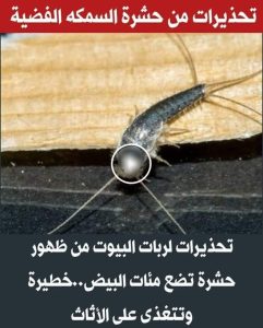 تحذيرات لربات البيوت من ظهور حشرة تضع مئات البيض.. خطيرة وتتغذى على الأثاث