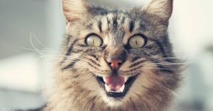 قصة القطة الحاسدة. الجزء الثاني