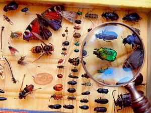 ما هي الحشره المخلوقة من الزجاج .. من لا يعلم ..